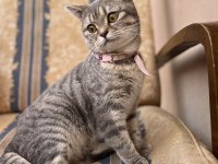 Güzel british shorthair kızıma yuva arıyorum
