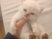 British longhair ve shorthair bluepoint