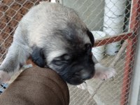 A kalite kangal beslemek isteyenler buyursun
