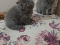 Scottish fold yavrular