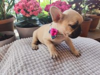 FRENCH BULLDOG 2 AYLIK