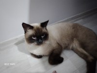 11 AYLIK KEDİMİZİ SAHİPLENDİRMEK İSTİYORUZ