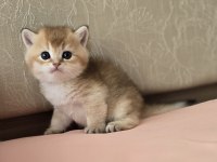 Safkan mükemmel golden british shorthair yavrular