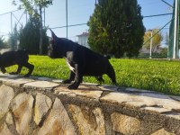 3 adet erkek french bulldog