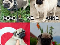 YAVRU ÇOK AKILLI ÇOK OYUNCU AİLE ÇOCUK DOSTU PUG