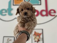 Petmode köpek çiftliğinden kore maltipoo