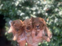 BURSA MALTİPOO BEBEKLER