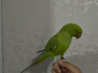 PAKİSTAN PAPAĞANI FULL EVCİL