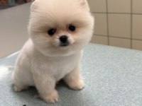 Pomeranian boo bebek köpekler