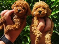 Toy poodle