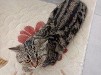 Kucak Delisi British Shorthair