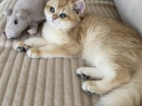 Şecereli british shorthair Black Golden ny12 erkek yavru
