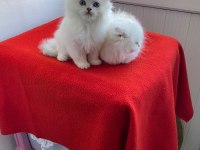 SHOW BRITISH LONGHAİR KEDİLER
