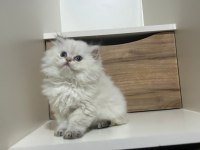 3 aylık british longhair NY11 evde bakılıyor