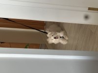Terrier maltese dişi köpeğim
