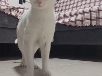 ANKARA KEDİMİZLE İLGİLENEMİYORUZ