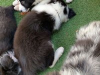 Dünyanın en akıllı köpeği border collie