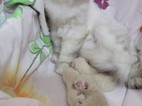 British shorthair yavru kedimiz
