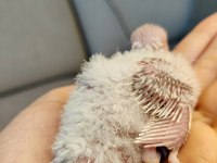 Jumbo yavru muhabbet kuşları 20 günlük