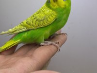 Muhabbet kuşu yavrular tam atıştırmalık