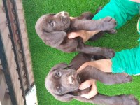 Şampanya ve çikolata renk labrador yavrular ruhsatlı çiftlik