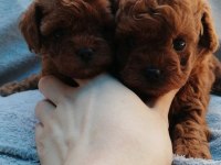 Teddy face poodle