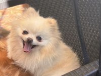 Dişi 2 yaşında pomeranian