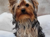 Mini yorki yavrular