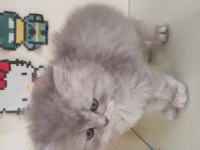 British longhair yavrularımız