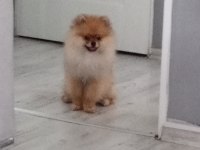 Pomeranian Köpeği