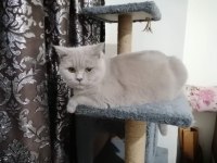 Kedi sahiplendirme scottish fold