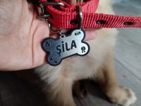Golden retriever Şila kızımız