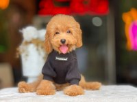 Toy Poodle Apricot Yavrularımız