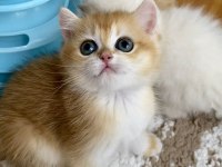 Safkan British Shorthair Golden Erkek Yavru