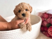 Üst Kalite Maltipoo Bebekler Evine Gitmeye Hazır 