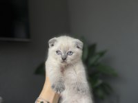 SCOTTISH FOLD BLUE POİNT YAVRULARIM 