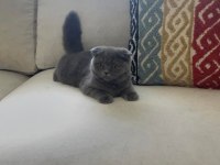 Yuvarlak surat minnoş scottish fold