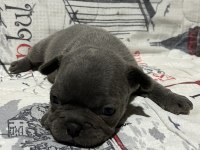 Harika Blue Fransız bulldog bebekler