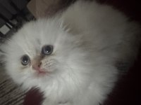 Kartopu Maviş Gözlü Scottish Fold
