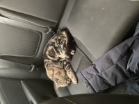 British shorthair paşam yeni sahibini bekliyor