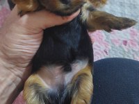 Minik Dost Yorkshire Terrier