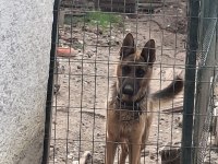 Alman Kurdu 1 Yaşında