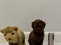 Kore Kan Teacup Poodle Dişi / Erkek 850 gram 2 buçuk aylık