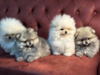 Ayı suratlı pomeranian yavrularımızı canlı görün