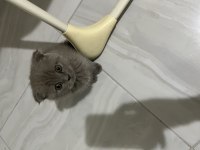 Scottish fold yavru