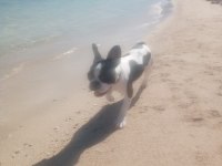 Fransız bulldog 7 aylık