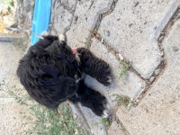 3 aylik maltipoo