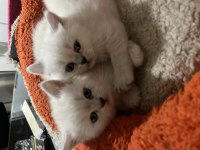 1 buçuk aylık dişi cins kedimiz