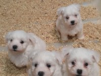 Muhteşem MALTESE terrier yavrularımız