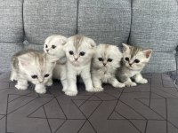British Shorthair 2 Aylık